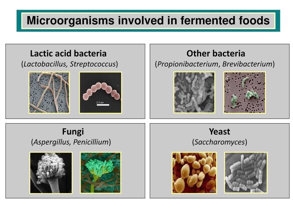 Microorganisms in the Fermentation Process